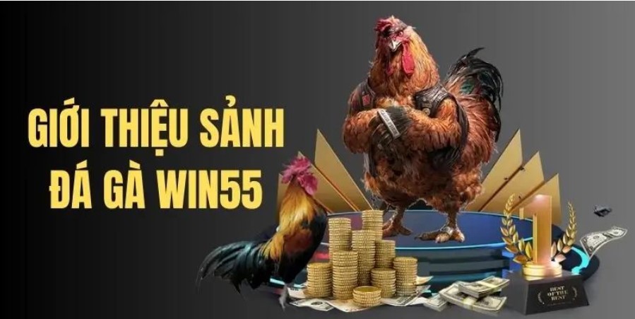 Win55 Cockfighting Live Thomo Arena