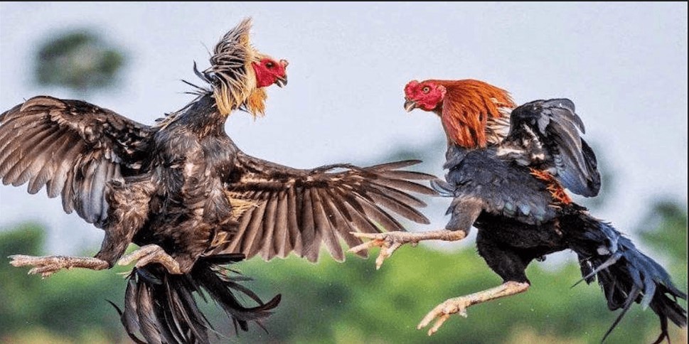 Win55 Cockfighting – Live Thomo Arena, Intense Iron Spur Battles & Real-Time Betting